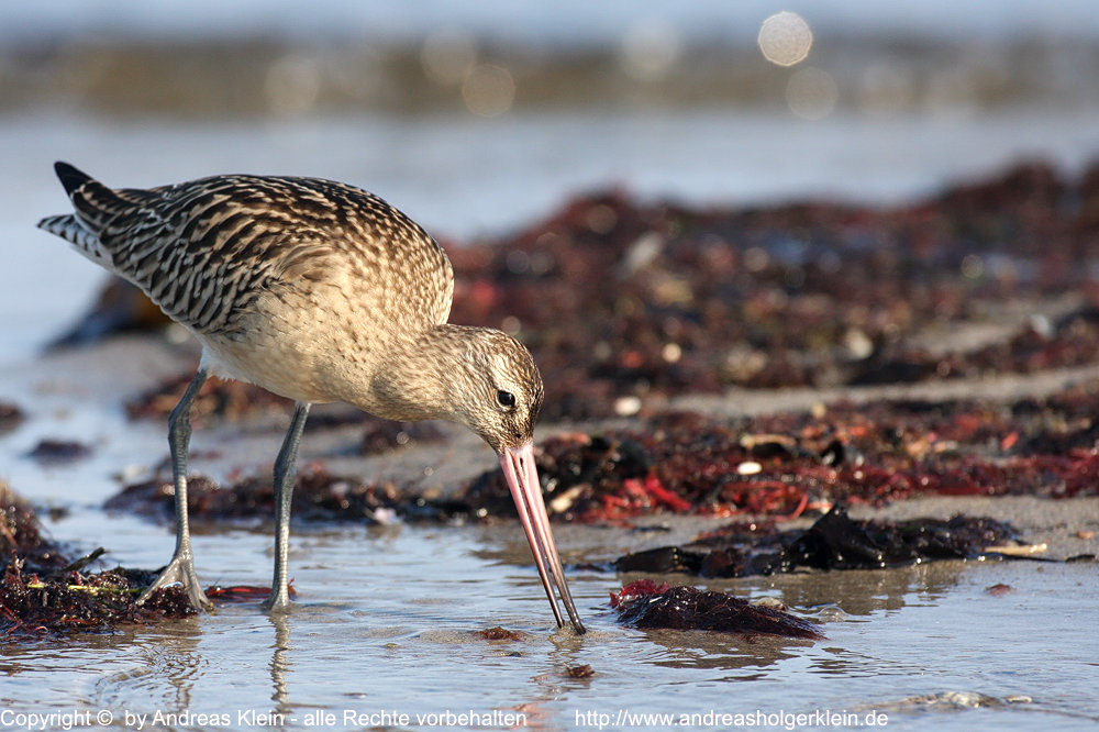 Pfuhlschnepfe Bilder Steckbrief und Infos Naturfotografien und