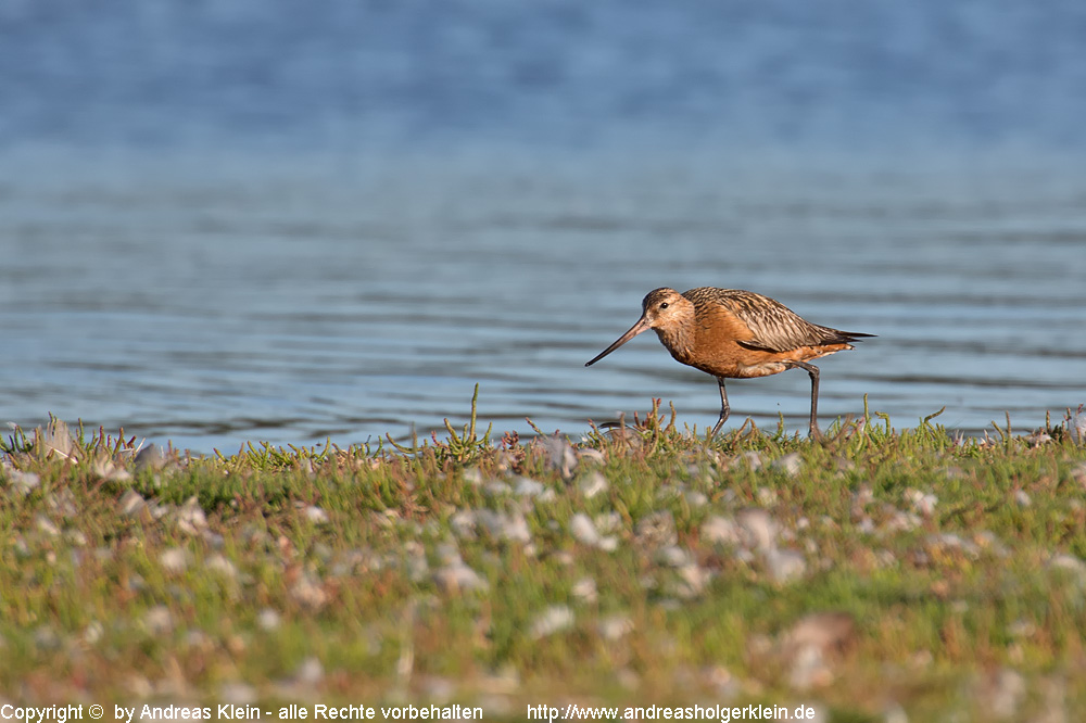 Pfuhlschnepfe Bilder Steckbrief und Infos Naturfotografien und
