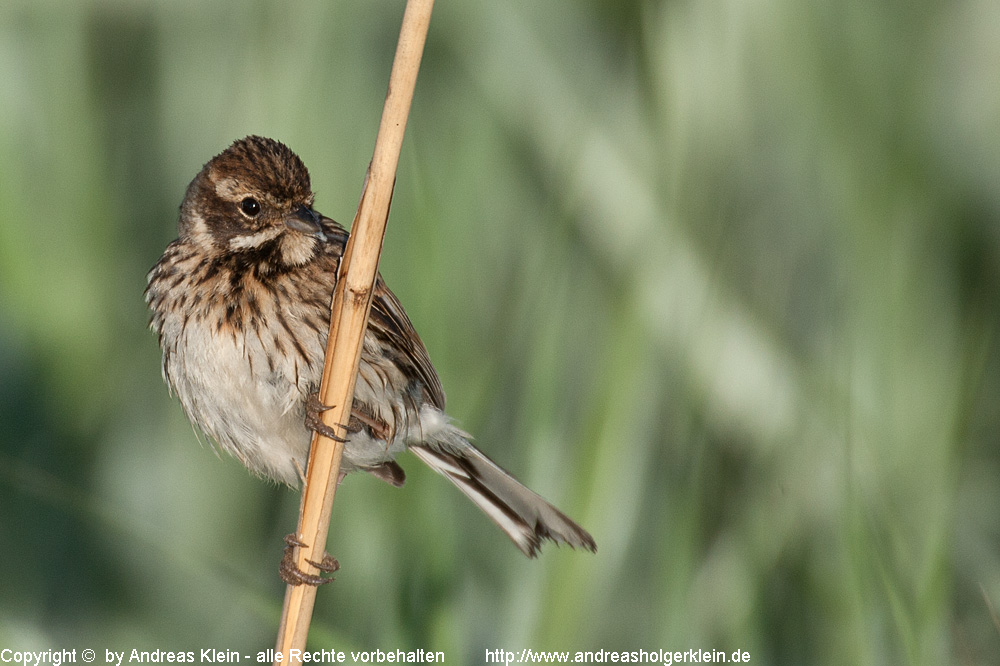 Rohrammer Bilder und Video Steckbrief und Infos Naturfotografien und